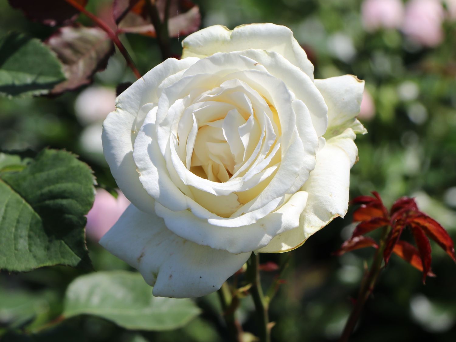 Edelrose 'Irina' ® - Rosa 'Irina' ®