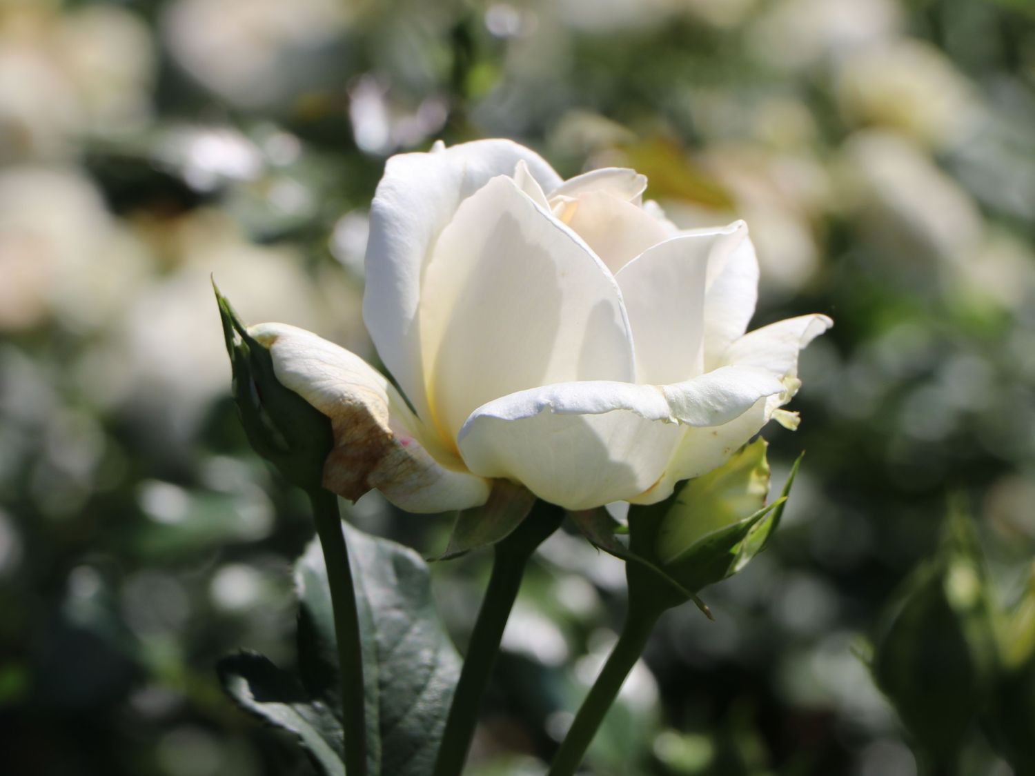 Edelrose 'Irina' ® - Rosa 'Irina' ®