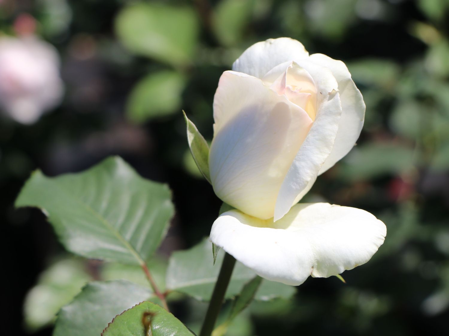 Edelrose 'Irina' ® - Rosa 'Irina' ®