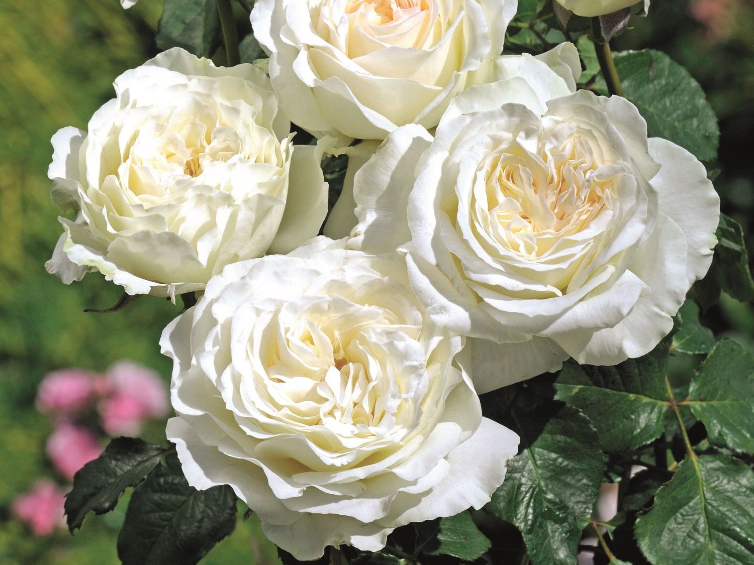 Edelrose 'Irina' ® - Rosa 'Irina' ®
