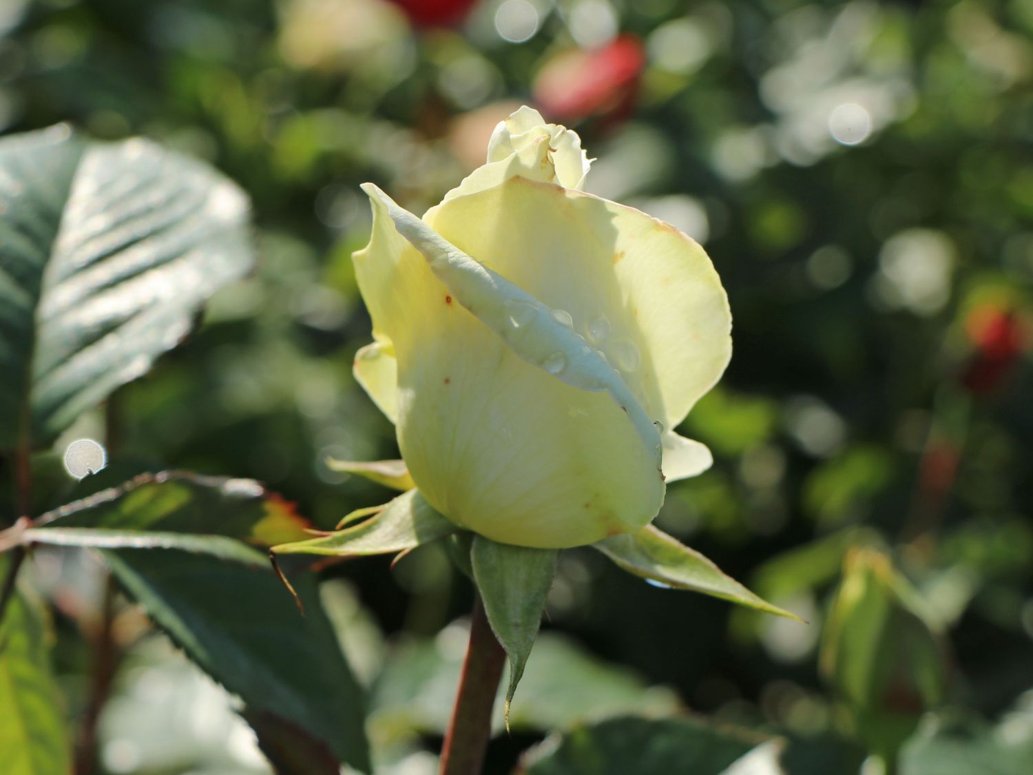 Edelrose 'Irina' ® - Rosa 'Irina' ®