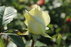 Edelrose 'Irina' ® - Rosa 'Irina' ®