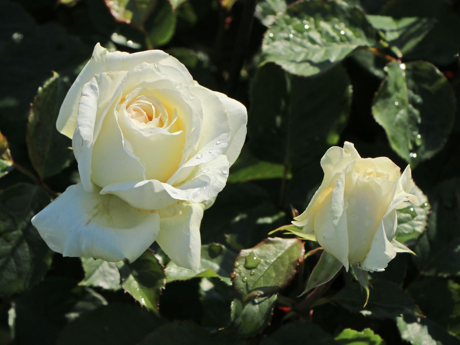 Edelrose 'Irina' ® - Rosa 'Irina' ®