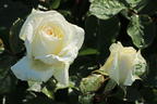 Edelrose 'Irina' ® - Rosa 'Irina' ®