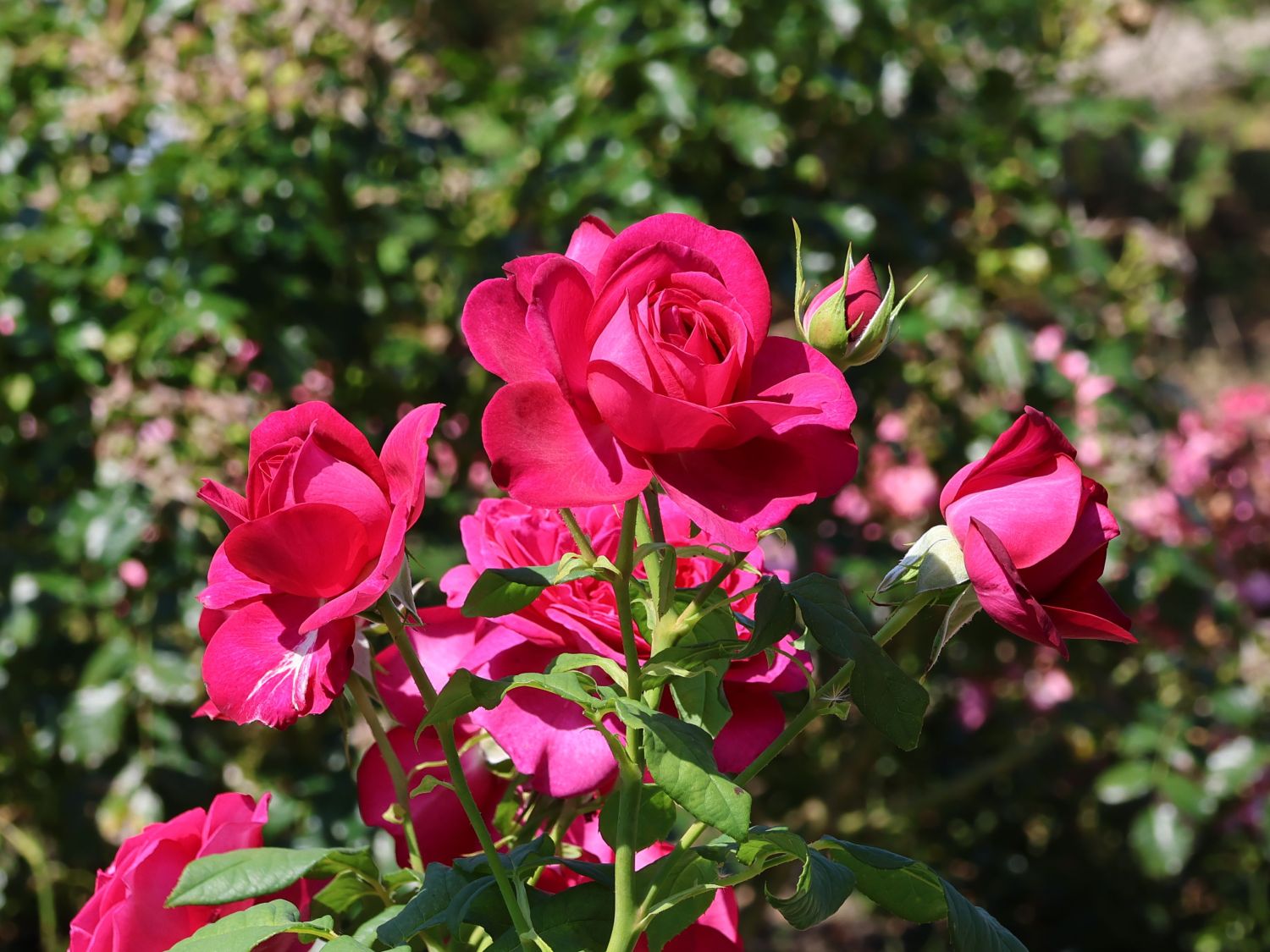 Edelrose 'Johann Wolfgang von Goethe Rose'