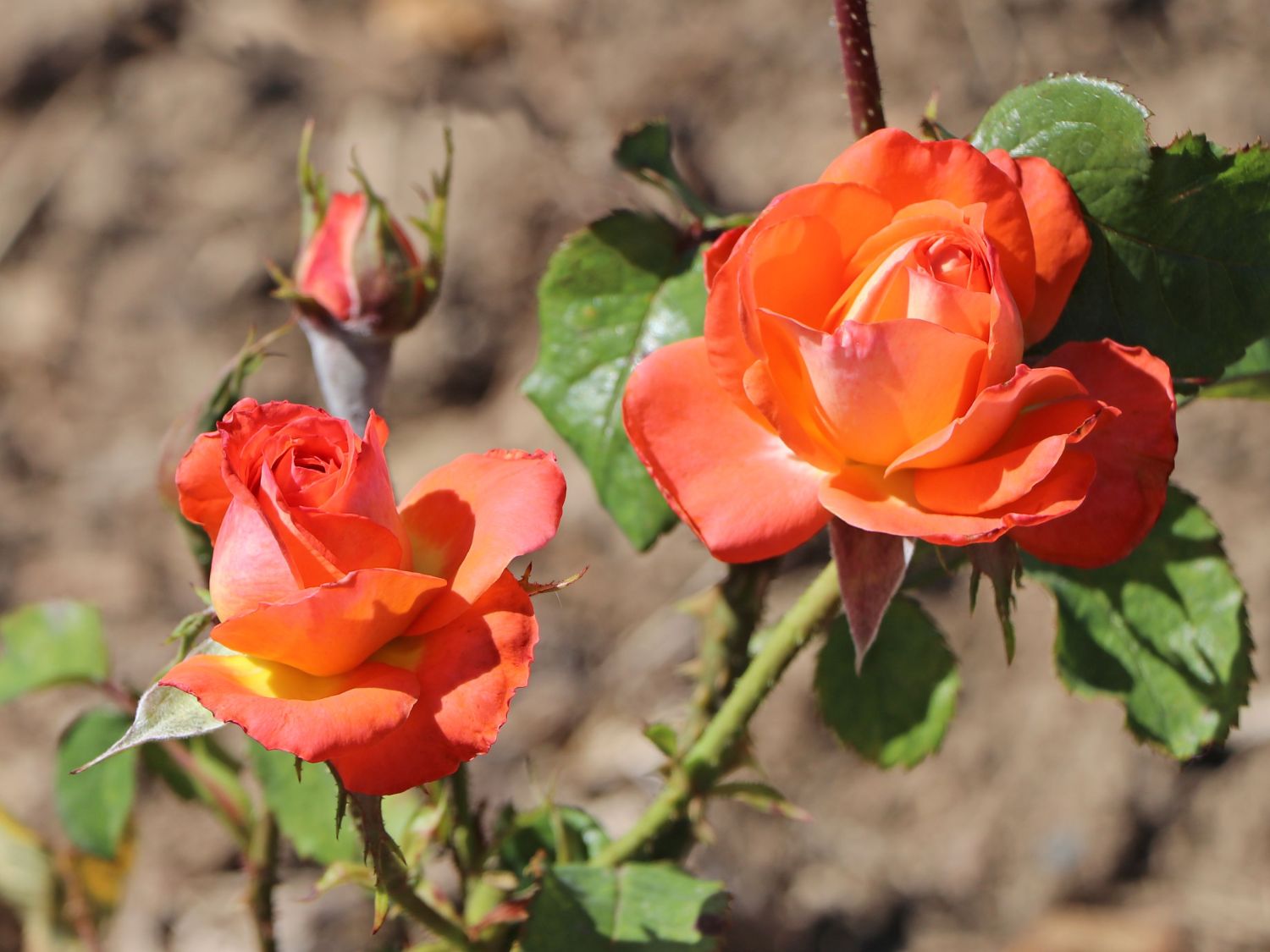 Edelrose 'Königin der Rosen' ®