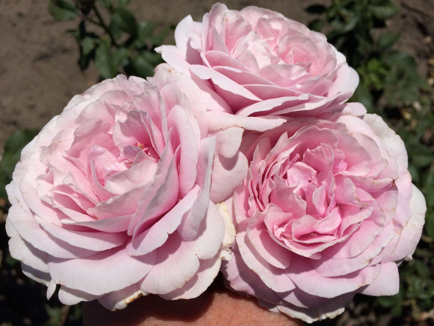 Edelrose 'Königin Marie'