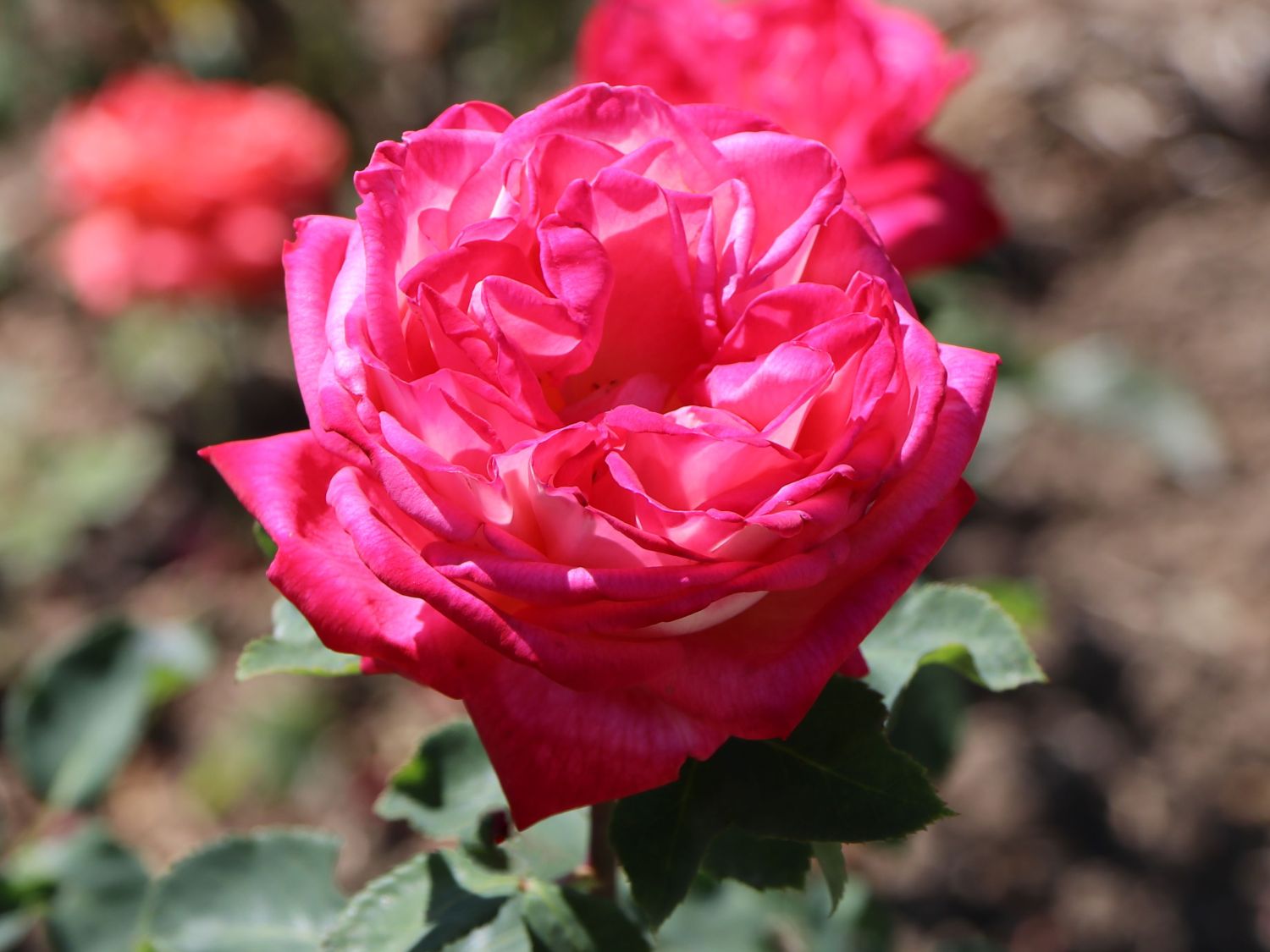 Edelrose 'Konfetti' ®