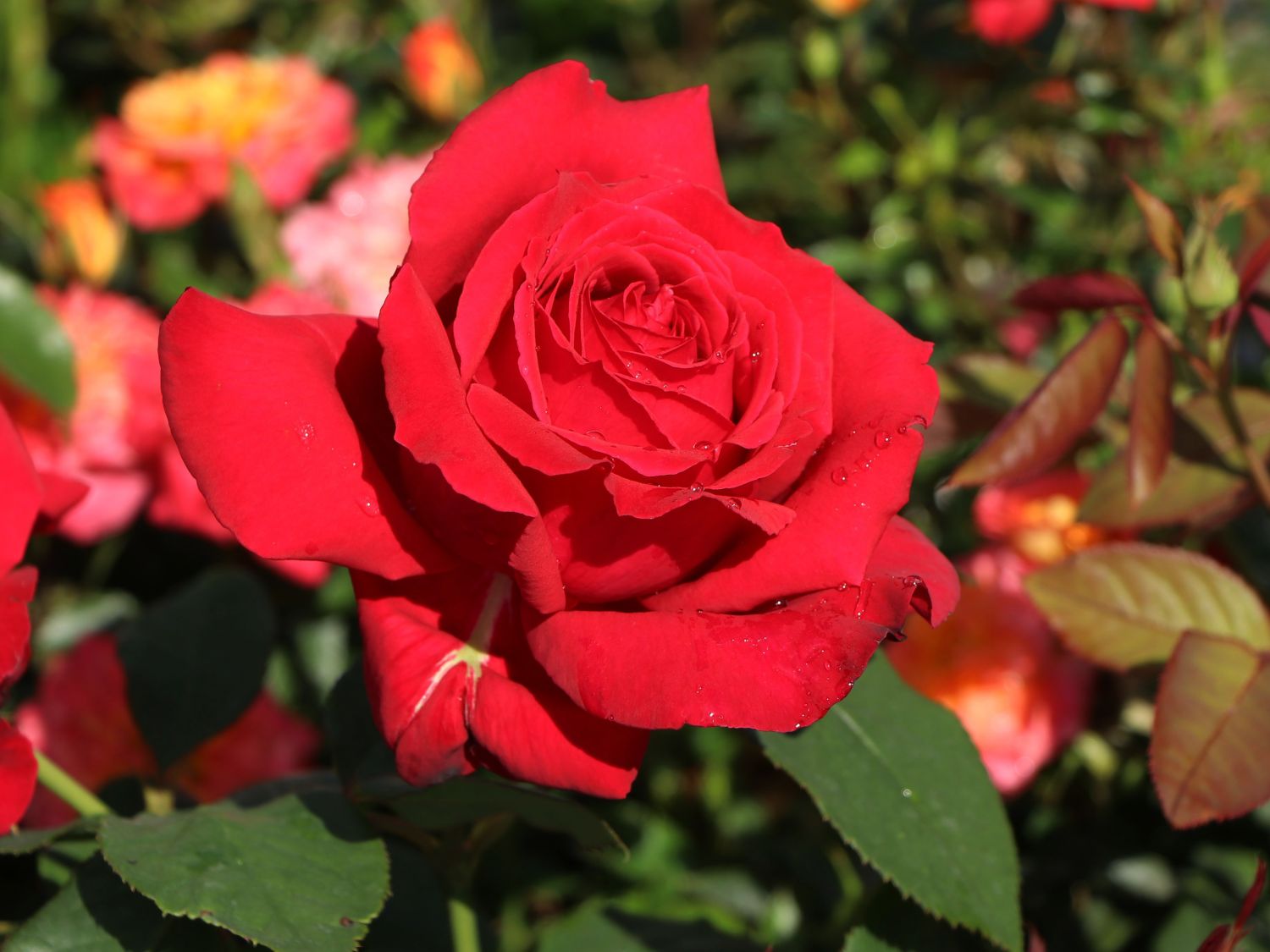 Edelrose 'Konrad Adenauer'