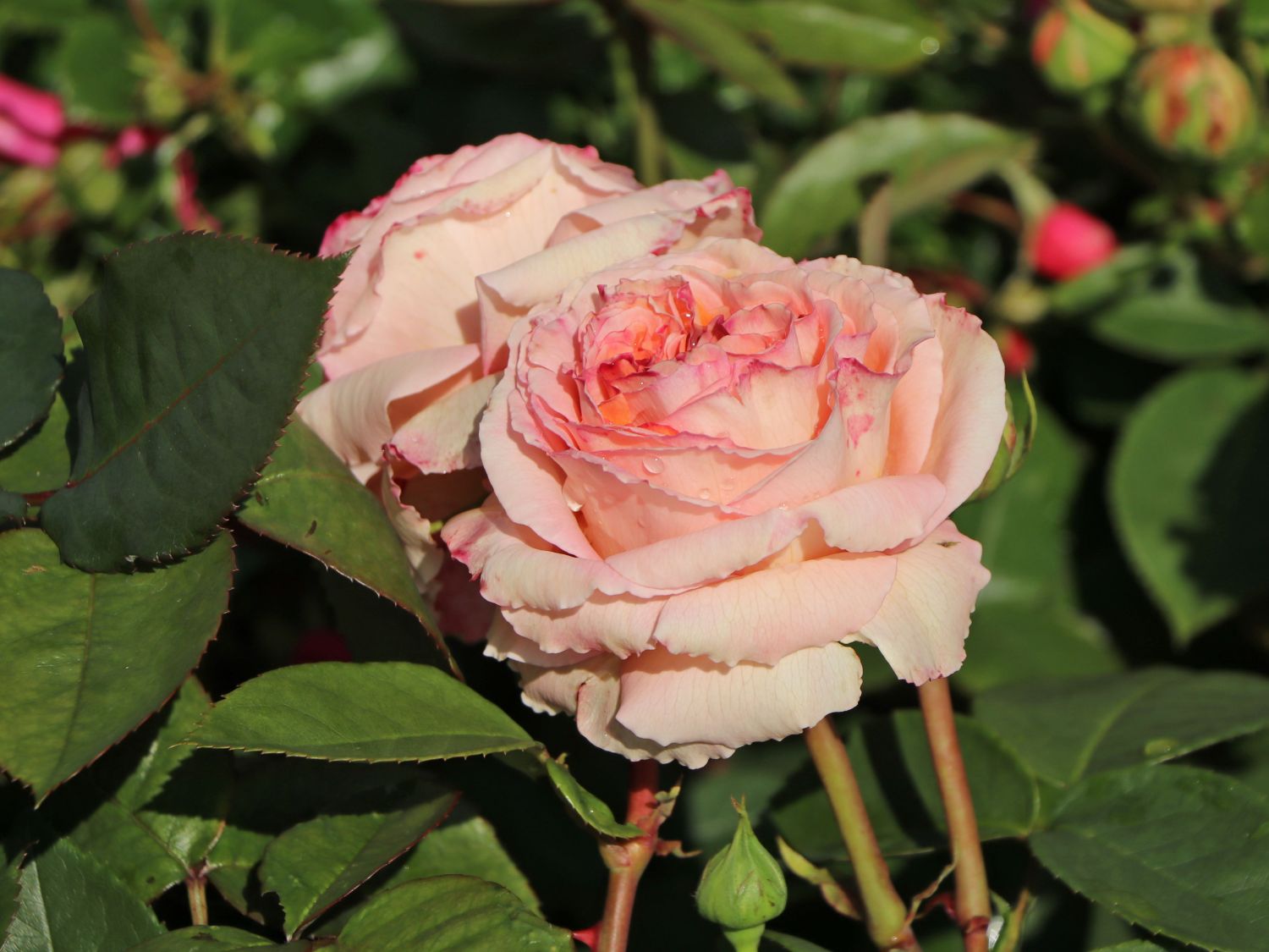 Edelrose 'Lady Capri'