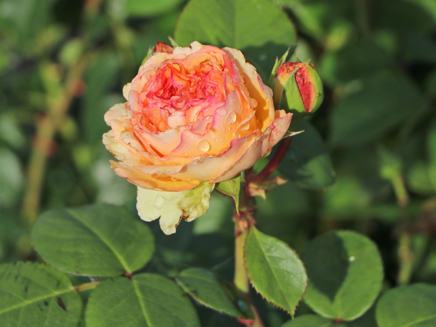 Edelrose 'Lady Capri' - Rosa 'Lady Capri'