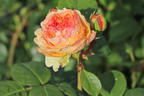 Edelrose 'Lady Capri' - Rosa 'Lady Capri'