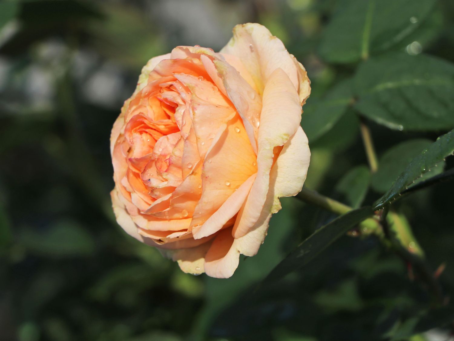 Edelrose 'Lady Capri' - Rosa 'Lady Capri'