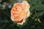 Edelrose 'Lady Capri' - Rosa 'Lady Capri'