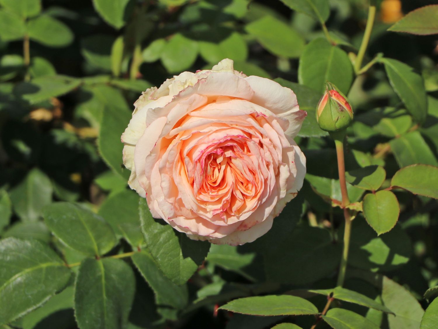 Edelrose 'Lady Capri' - Rosa 'Lady Capri'