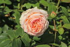 Edelrose 'Lady Capri' - Rosa 'Lady Capri'