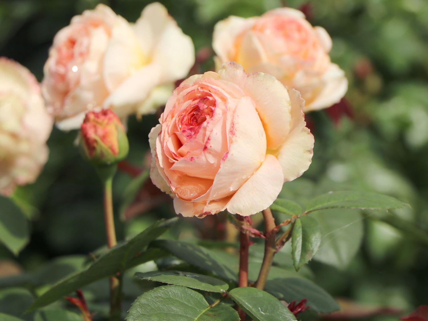 Edelrose 'Lady Capri' - Rosa 'Lady Capri'