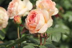 Edelrose 'Lady Capri' - Rosa 'Lady Capri'