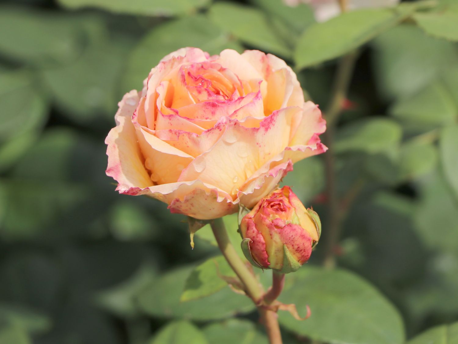 Edelrose 'Lady Capri' - Rosa 'Lady Capri'