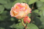 Edelrose 'Lady Capri' - Rosa 'Lady Capri'