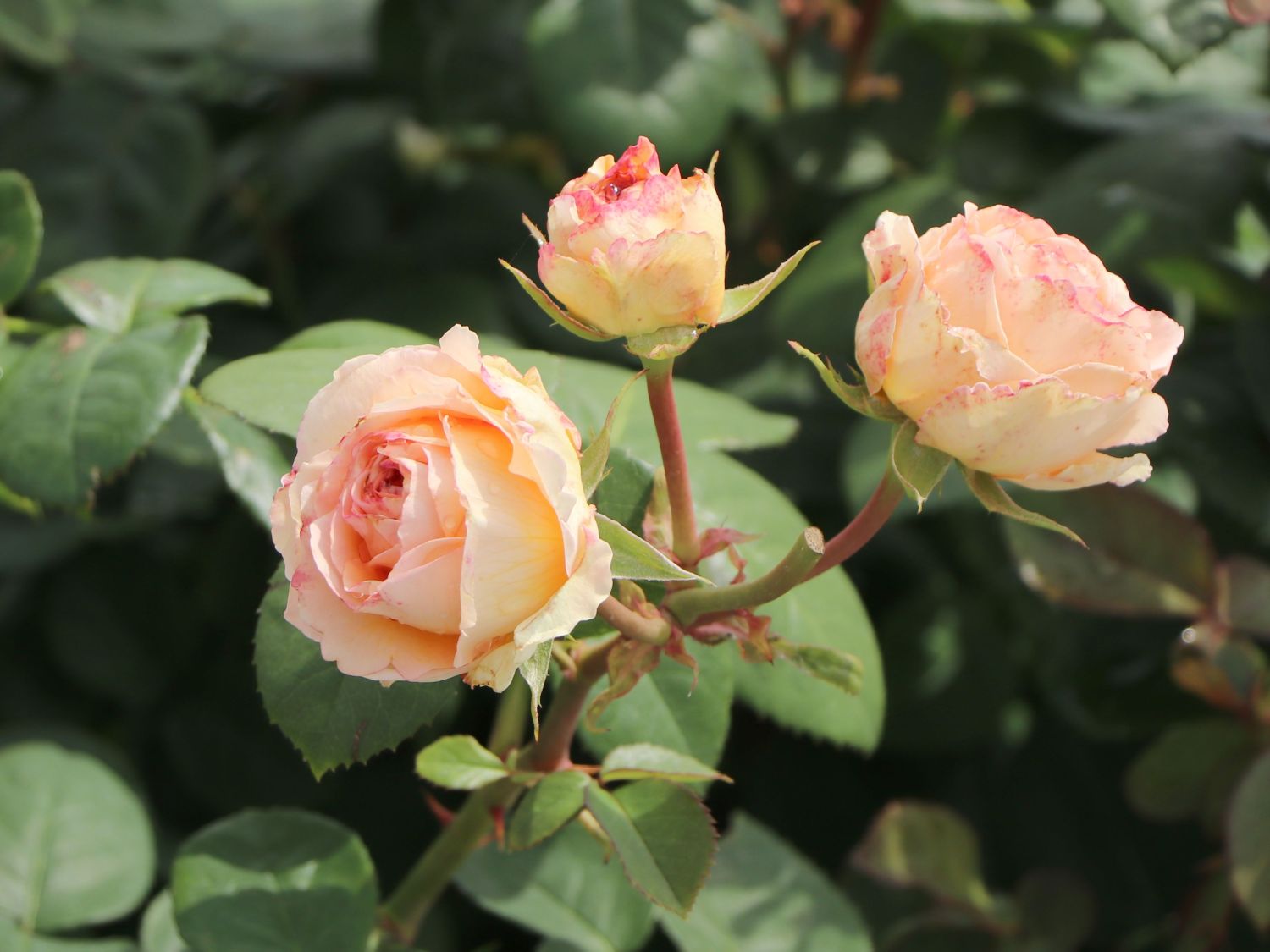 Edelrose 'Lady Capri' - Rosa 'Lady Capri'