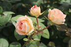 Edelrose 'Lady Capri' - Rosa 'Lady Capri'