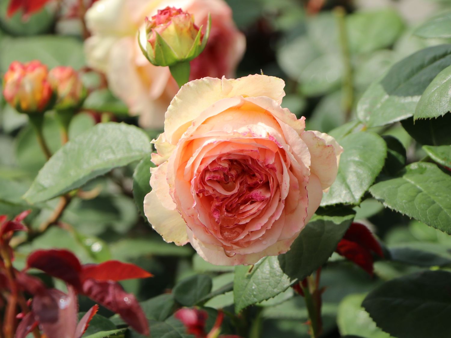 Edelrose 'Lady Capri' - Rosa 'Lady Capri'
