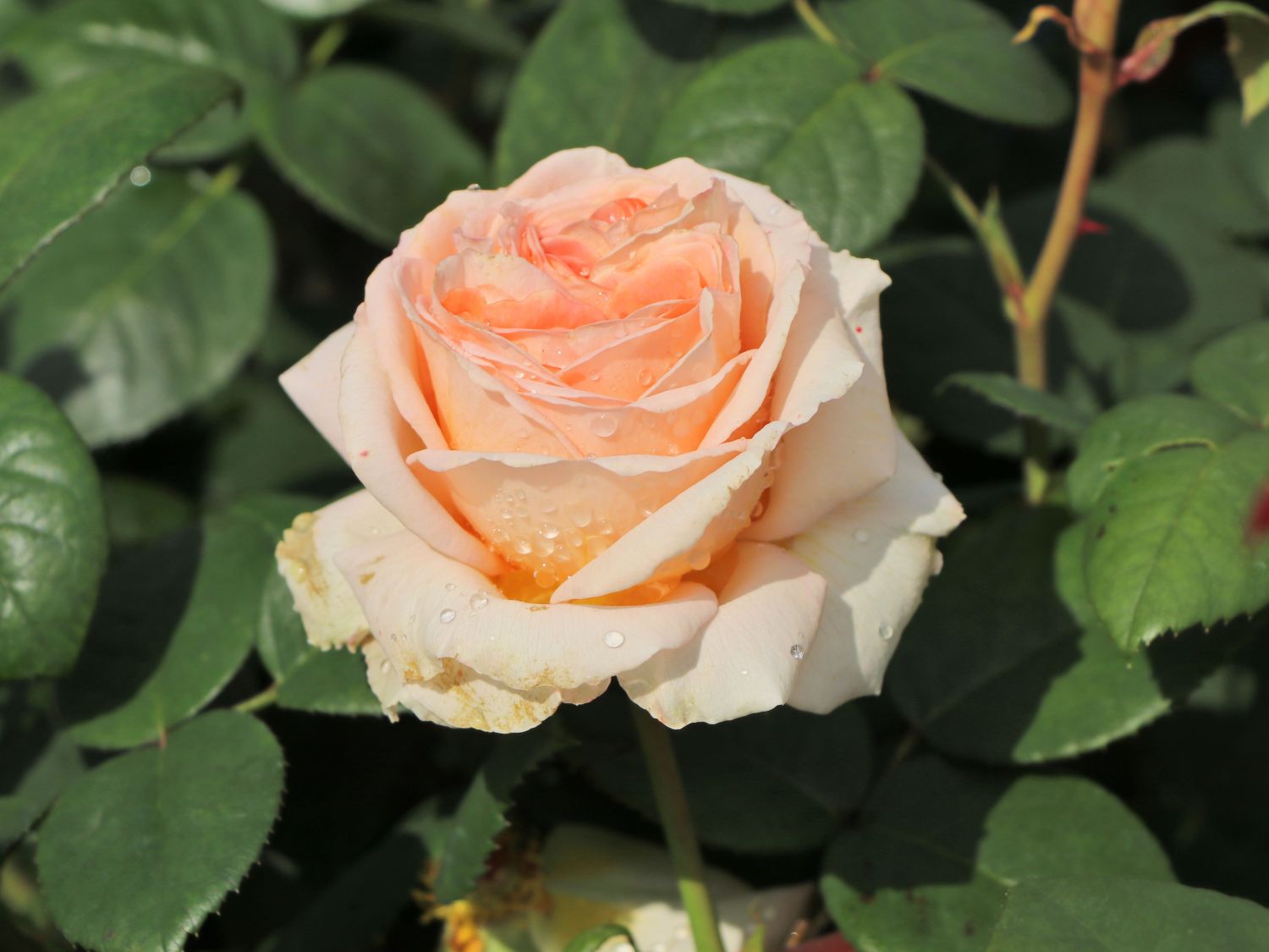 Edelrose 'Lady Capri' - Rosa 'Lady Capri'