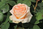 Edelrose 'Lady Capri' - Rosa 'Lady Capri'