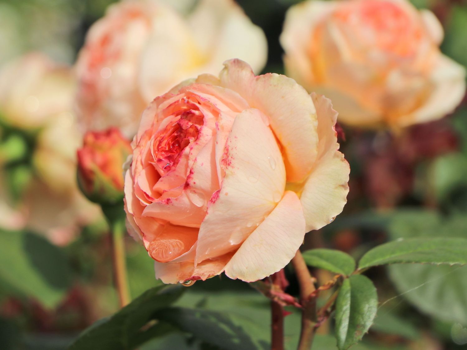 Edelrose 'Lady Capri' - Rosa 'Lady Capri'