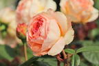 Edelrose 'Lady Capri' - Rosa 'Lady Capri'