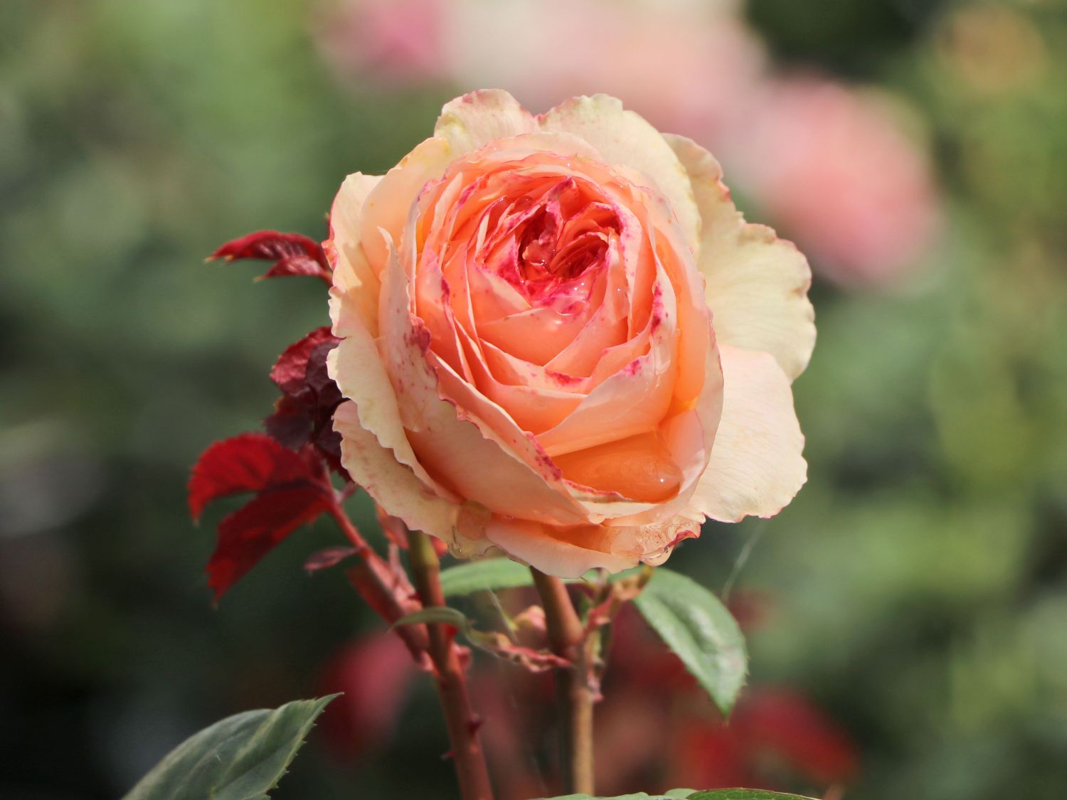 Edelrose 'Lady Capri' - Rosa 'Lady Capri'