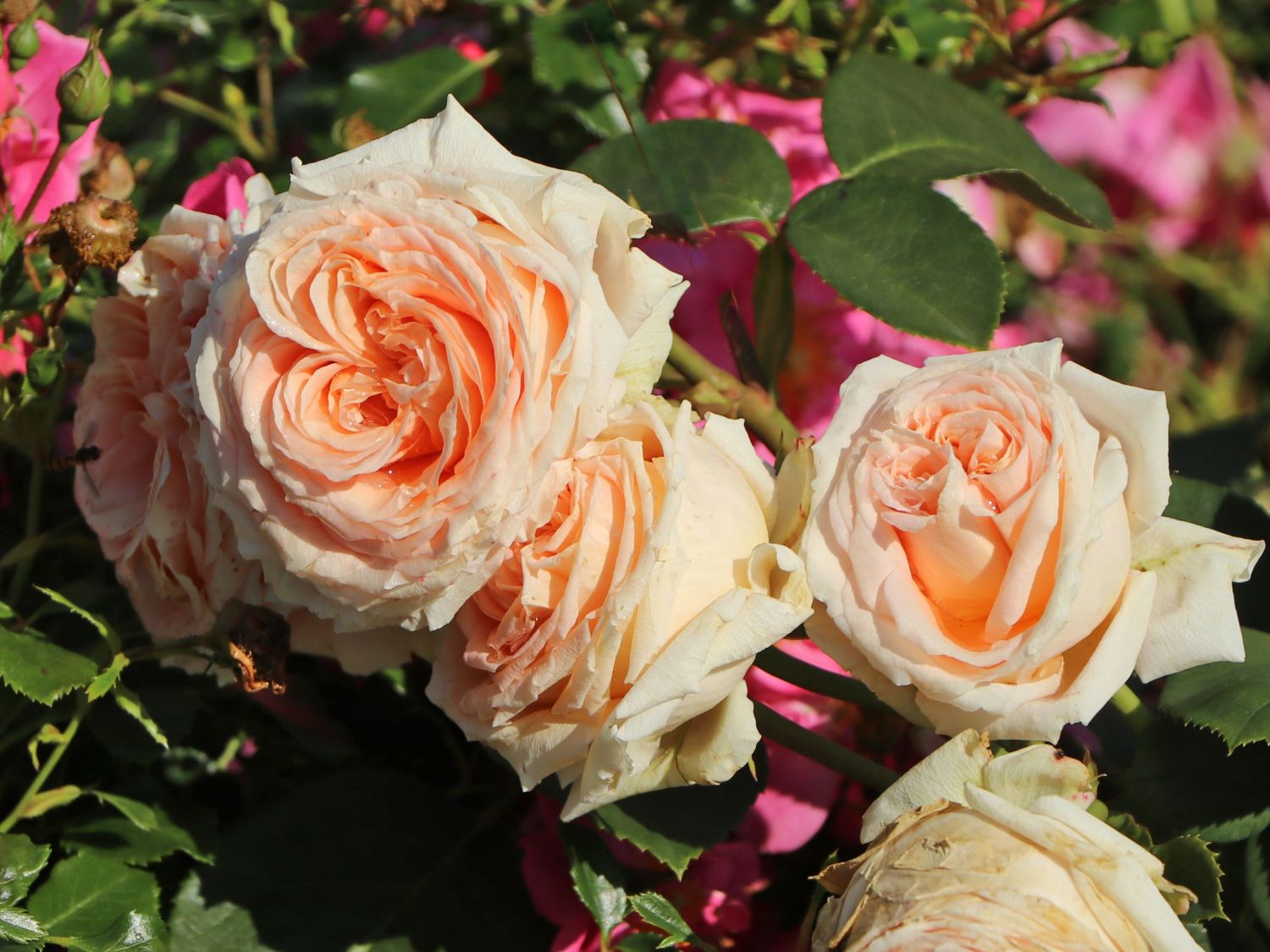 Edelrose 'Lady Capri' - Rosa 'Lady Capri'