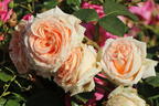 Edelrose 'Lady Capri' - Rosa 'Lady Capri'