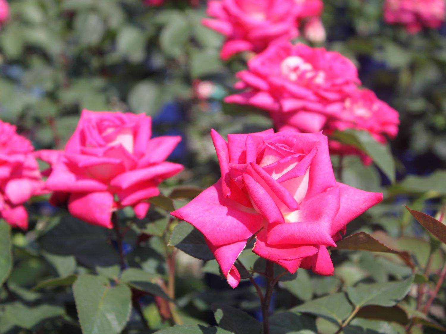 Edelrose 'Lady Like' ®