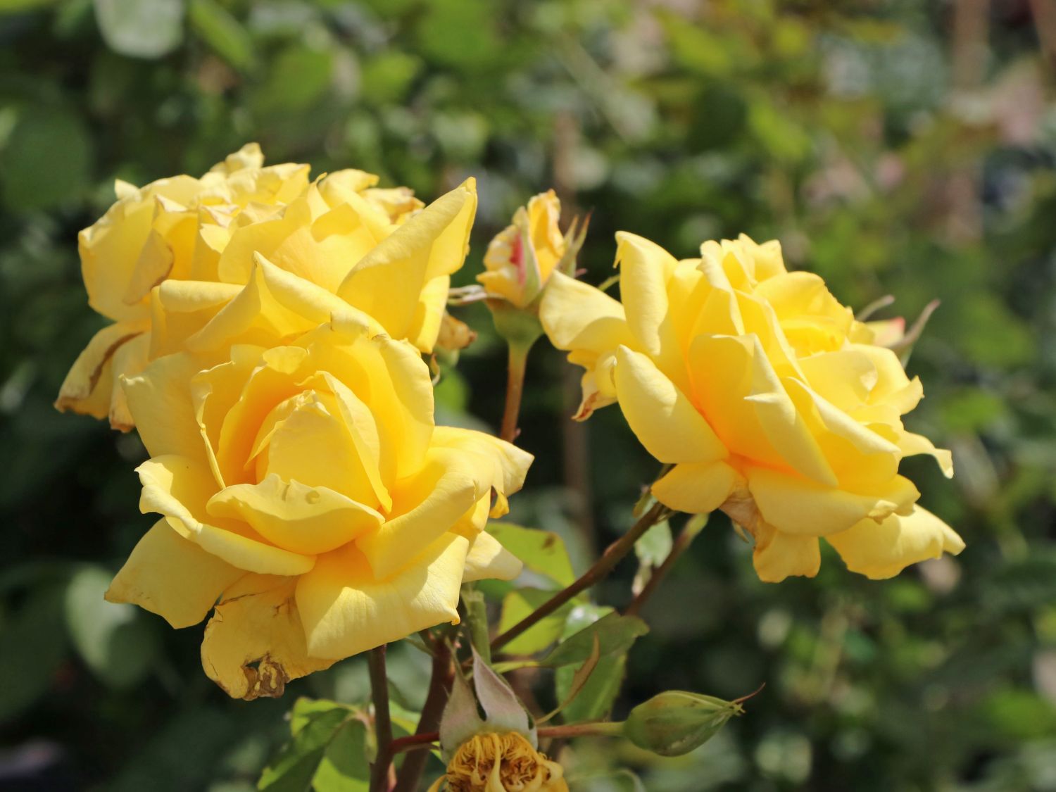 Edelrose 'Landora' ®