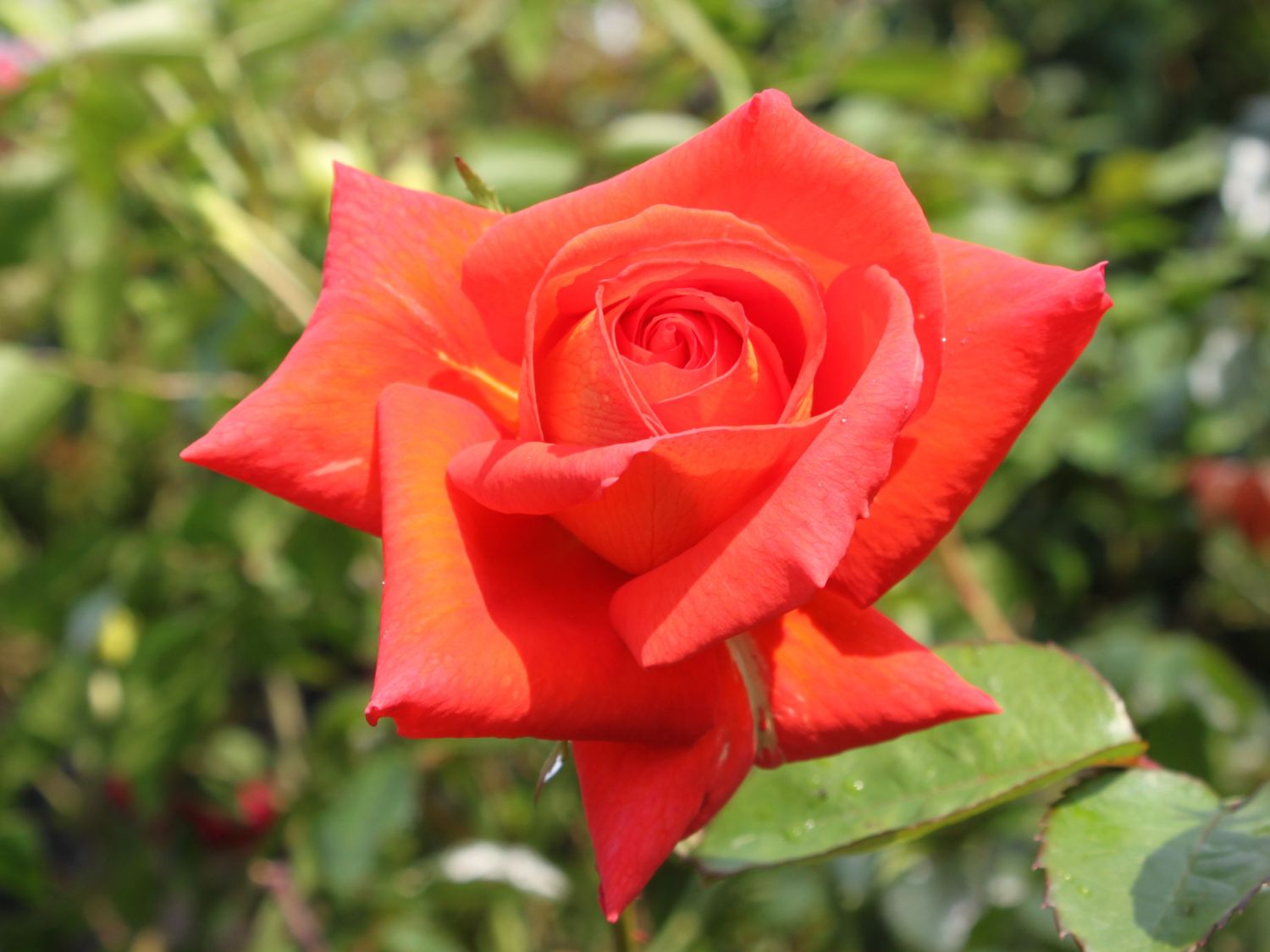 Edelrose 'Las Vegas' ®