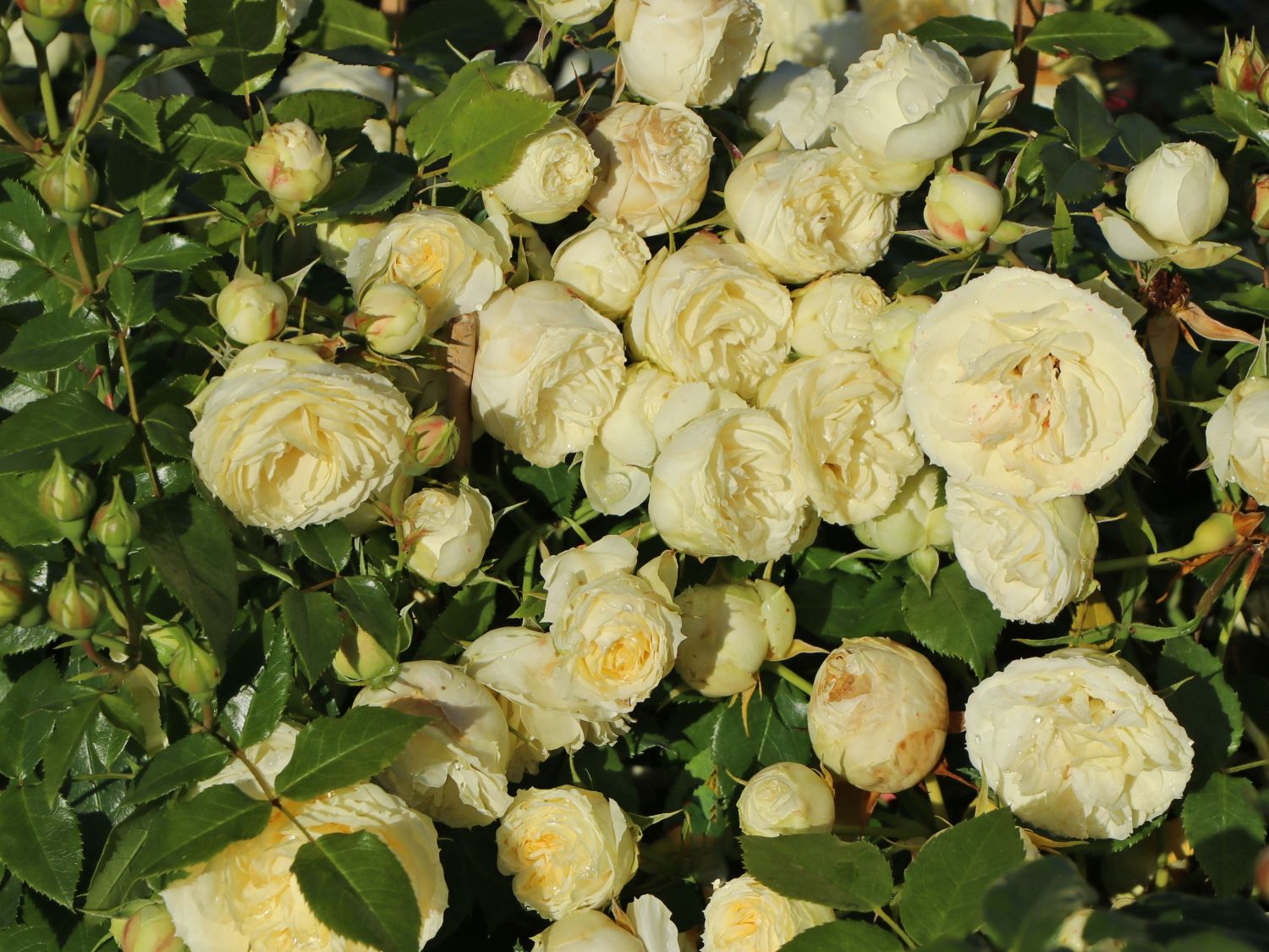 Edelrose 'Lemon Rokoko' ® / Noblesse ® Spray-Rose