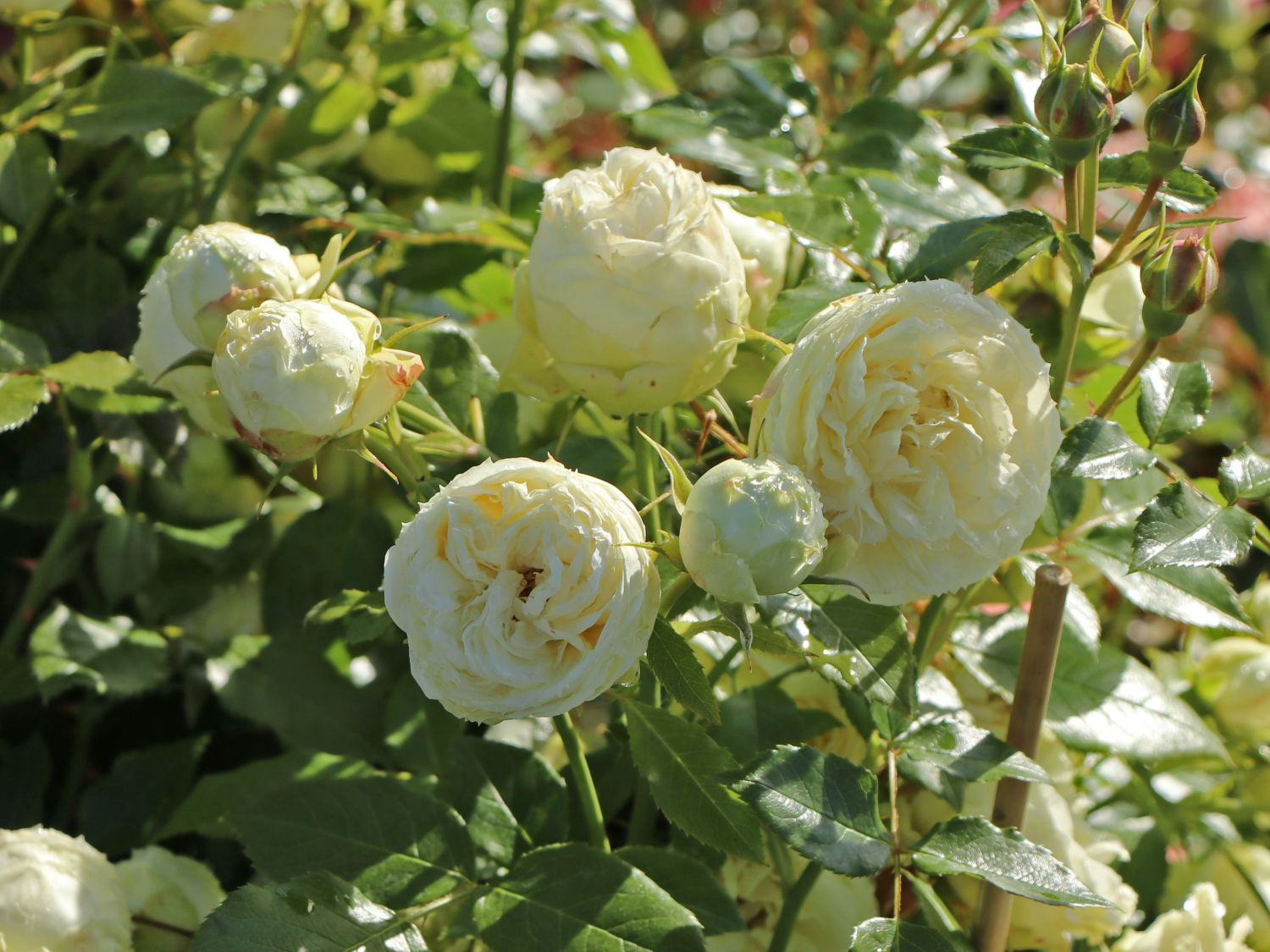 Edelrose 'Lemon Rokoko' ® / Noblesse ® Spray-Rose - Rosa 'Lemon Rokoko' ® / Noblesse® Spray-Rose