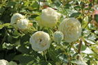 Edelrose 'Lemon Rokoko' ® / Noblesse ® Spray-Rose - Rosa 'Lemon Rokoko' ® / Noblesse® Spray-Rose
