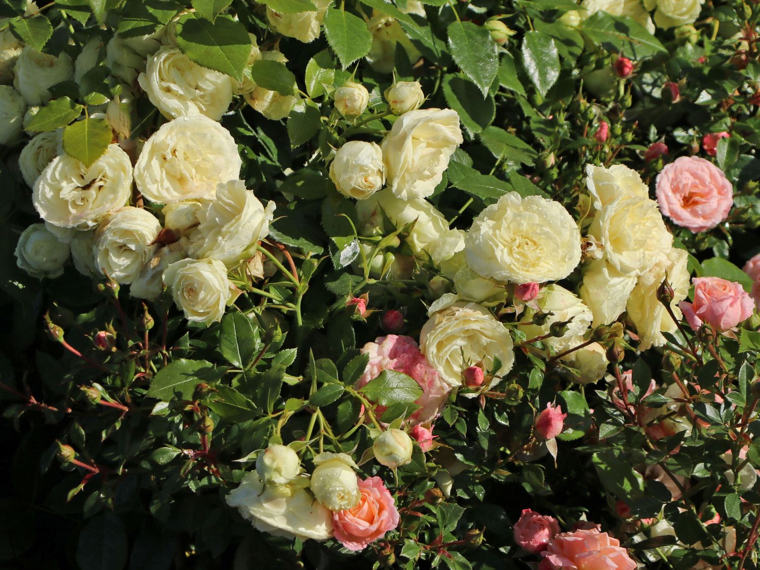 Edelrose 'Lemon Rokoko' ® / Noblesse ® Spray-Rose - Rosa 'Lemon Rokoko' ® / Noblesse® Spray-Rose