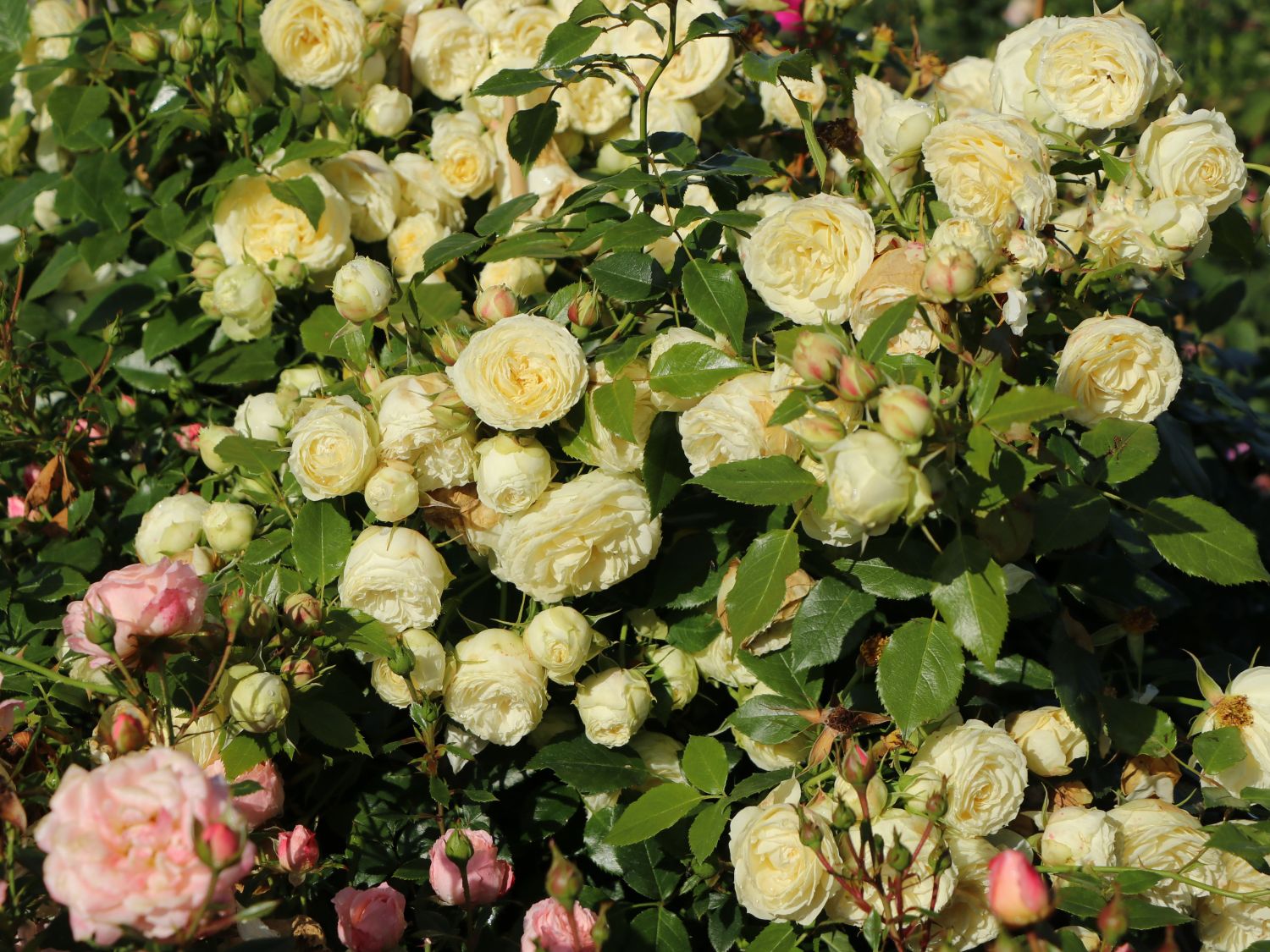 Edelrose 'Lemon Rokoko' ® / Noblesse ® Spray-Rose - Rosa 'Lemon Rokoko' ® / Noblesse® Spray-Rose