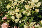 Edelrose 'Lemon Rokoko' ® / Noblesse ® Spray-Rose - Rosa 'Lemon Rokoko' ® / Noblesse® Spray-Rose