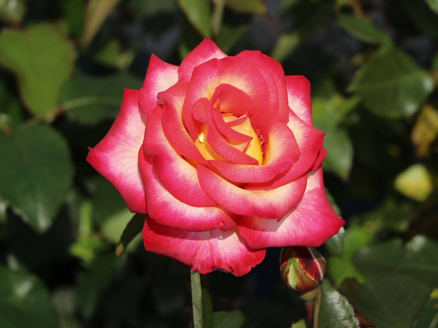 Edelrose 'Leo Ferre'