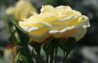 Edelrose 'Limona' ®