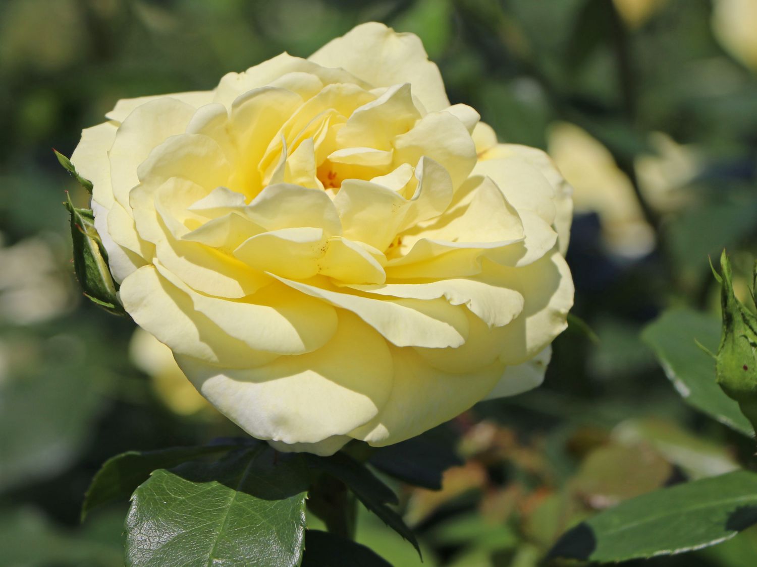 Edelrose 'Limona' ® - Rosa 'Limona' ® ADR-Rose