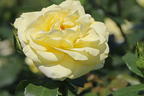 Edelrose 'Limona' ® - Rosa 'Limona' ® ADR-Rose