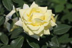 Edelrose 'Limona' ® - Rosa 'Limona' ® ADR-Rose