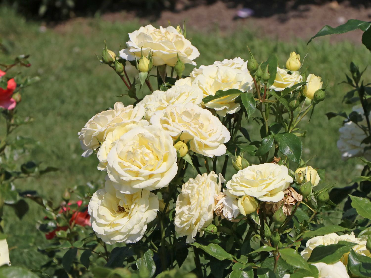 Edelrose 'Limona' ® - Rosa 'Limona' ® ADR-Rose