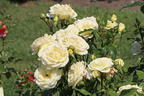 Edelrose 'Limona' ® - Rosa 'Limona' ® ADR-Rose